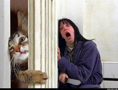 Shining cat